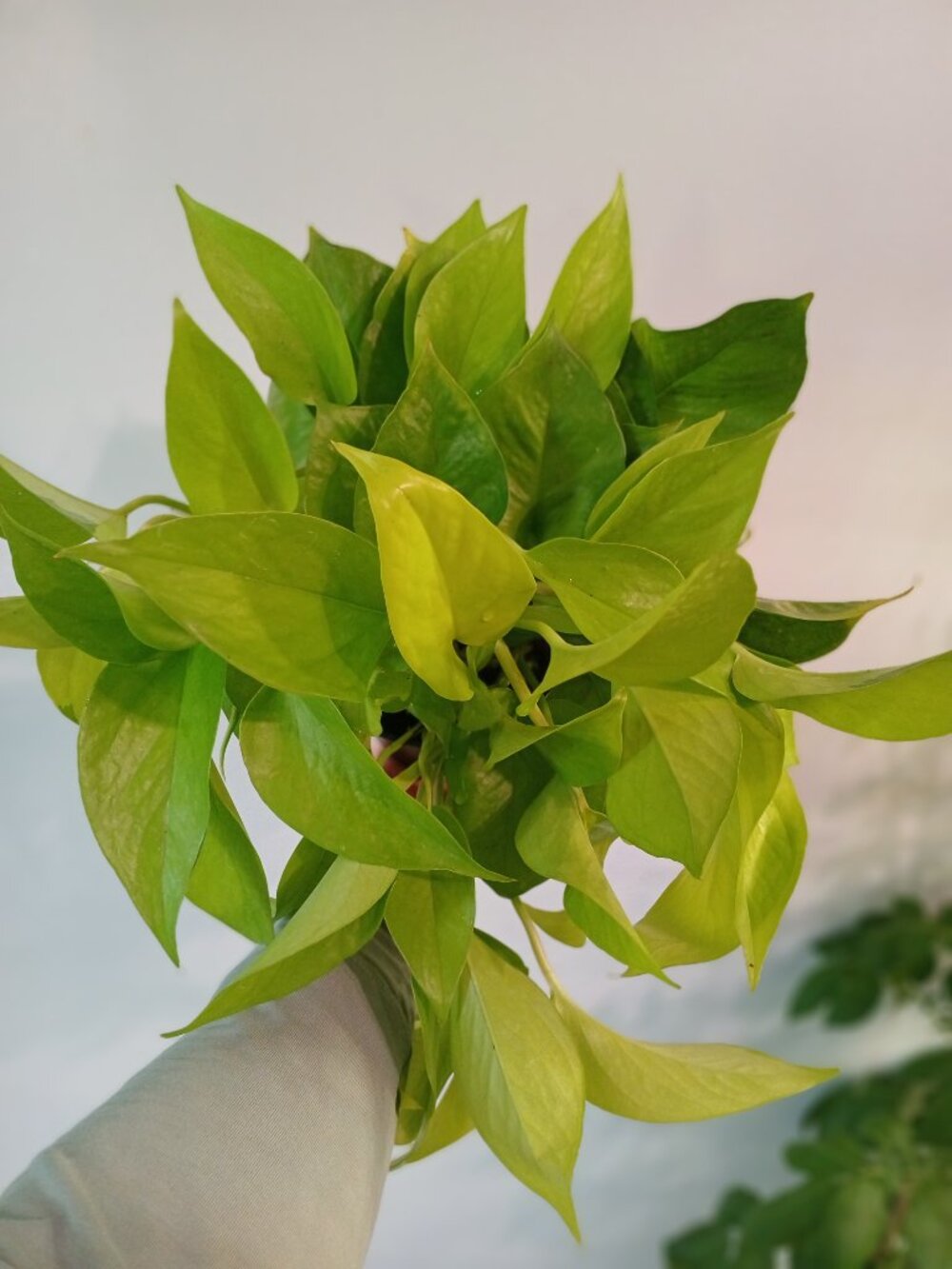 Neon Pothos - Picture 5 of 5
